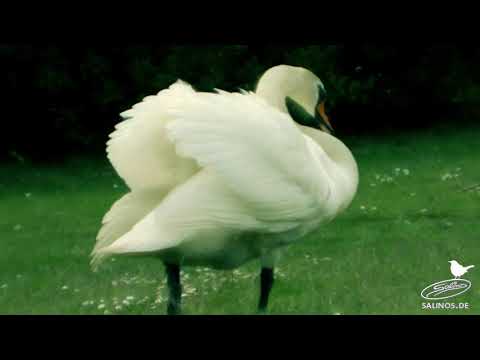 Swan attacks wild geese | Angriff auf Wildgänse: ein Schwan sieht rot