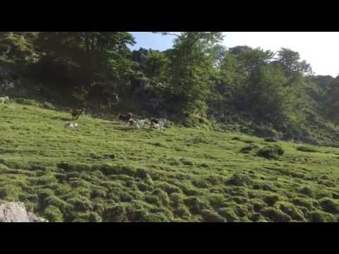 Goats in the Picos de Europa