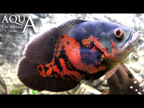 Aquascaping Lab - Oscar Fish, Astronotus Ocellatus, Marble Cichlid description / scheda tecnica