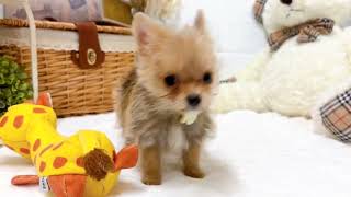 ハーフ犬の動画01