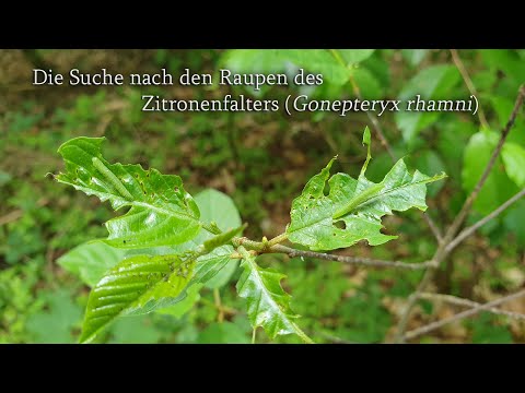 Die Suche nach den Raupen des Zitronenfalters (Gonepteryx rhamni)