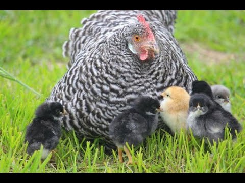 22. Tipps für die Naturbrut bei Hühnern