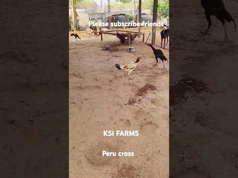 twins sister's Peru cross first generation