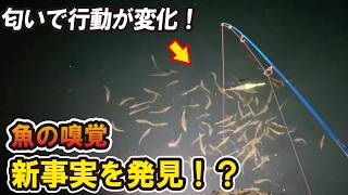 【新事実！？】魚がエサの匂いを嗅ぐ瞬間を遂に捉えた！？匂いの有無で行動に変化が…！