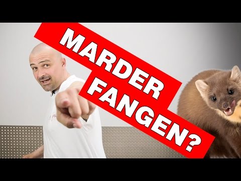 Marder Fangen | vom Marder-Profi erklärt: Risiken und Gefahren einer Marderfalle