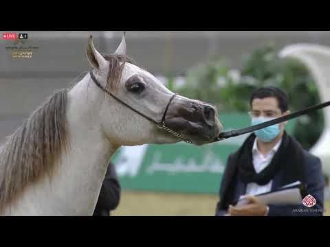 N 298 WAZEER AL AQEED   23rd Qatar National Arabian Horse Show   Yearling Colts Class 6B