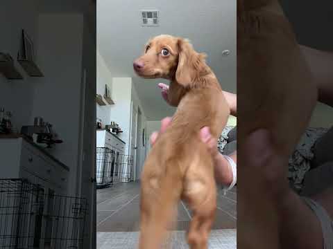 Dance to the beat#dog #funny #funnyanimals #funnypet#animals #dogsofttiktok #foryou #usa