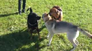 Rottweiler and Rhodesian Ridgeback VS Wolf Hybrid
