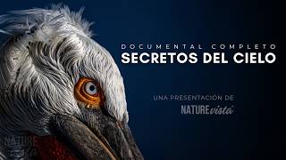SECRETOS DEL CIELO | Aves Del Mundo - Documental Completo