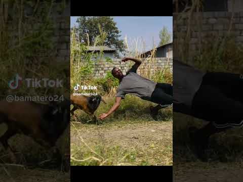 ba matero vs the goat