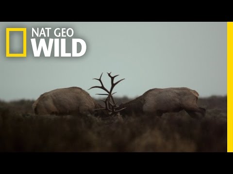 Thumbnail of the video: Yellowstone's Fiercest Five | Wild Yellowstone