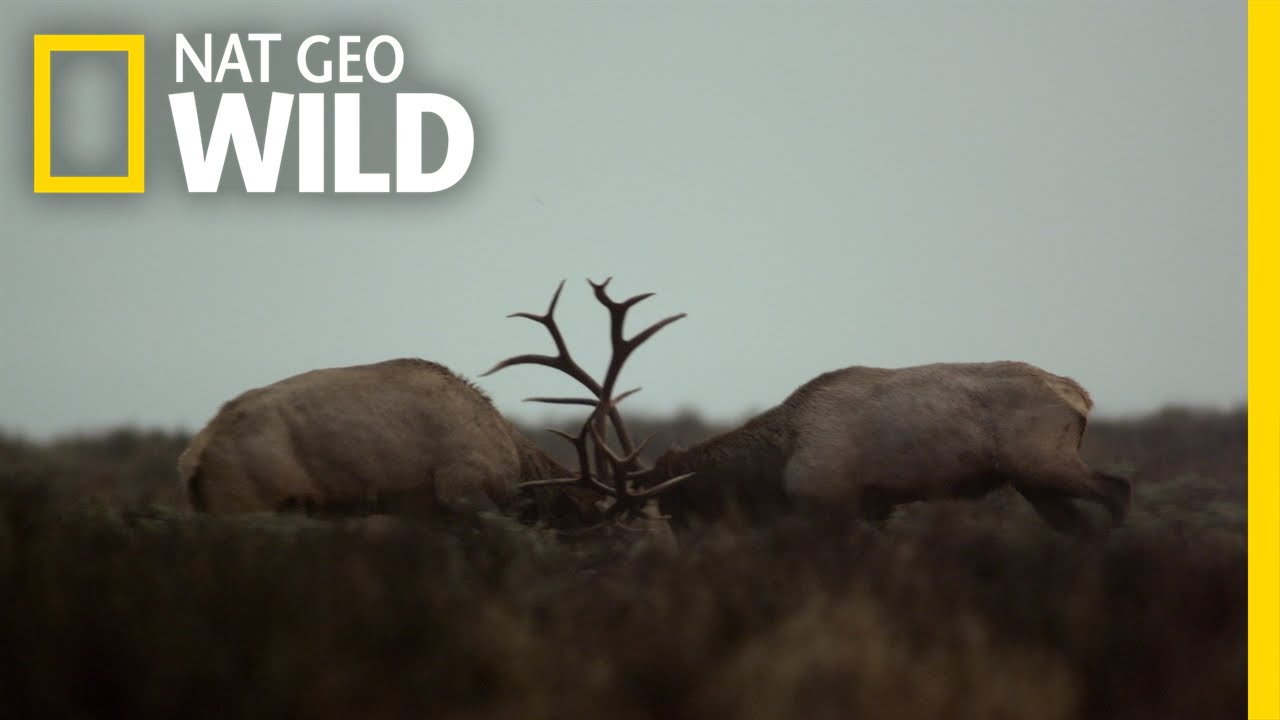 Yellowstone's Fiercest Five | Wild Yellowstone