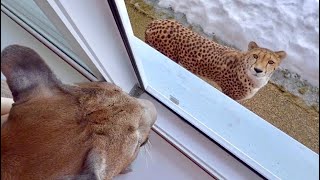 Герда уже загорает на газоне! Месси рвётся к ней на встречу из окна!