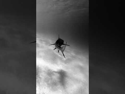 D’Litte ft Socko-Red wet dress