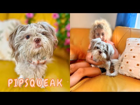 Pipsqueak, an adoptable Pekingese & Shih Tzu Mix in Friendswood, TX_image-1