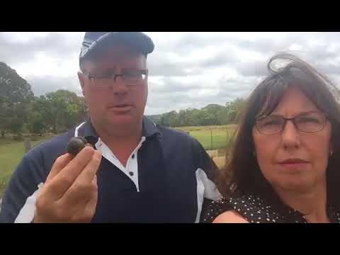 Tour of Truffle Discovery Centre - Granite Belt