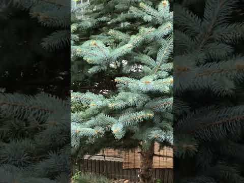 鳩が庭やバルコニーの植木鉢に卵を産まないようにするための 5 つ以上のヒント  庭園