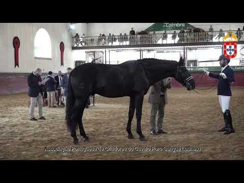 231021 20 Nobre das Postas - Aprovação de Reprodutores