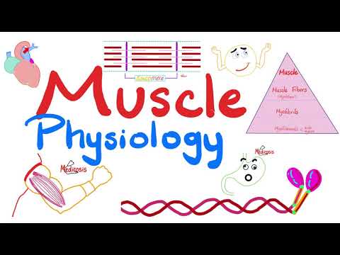 Muscle Structures - Actin, Myosin - I band, A band, H zone, M line - Muscle Physiology Series