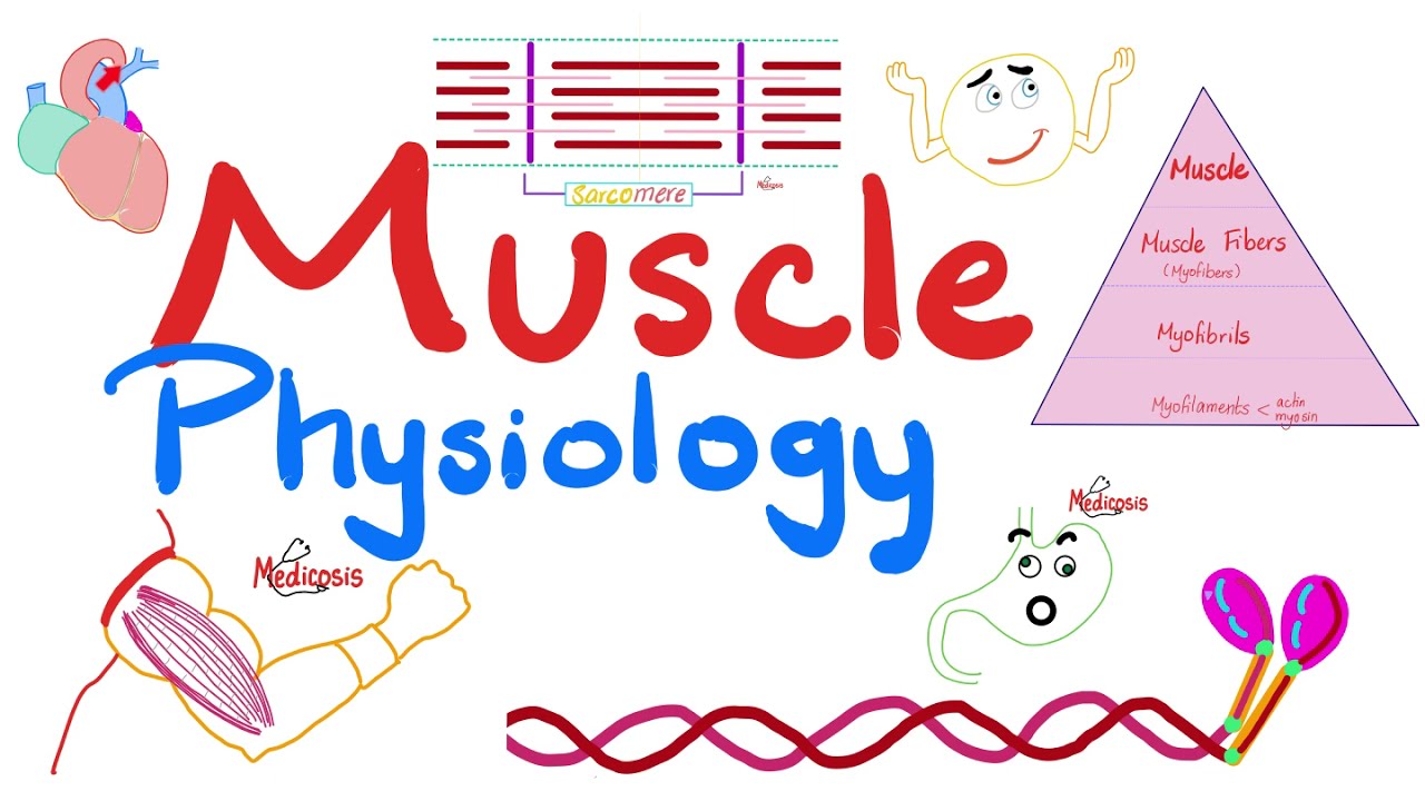 Muscle Structures - Actin, Myosin - I band, A band, H zone, M line - Muscle Physiology Series