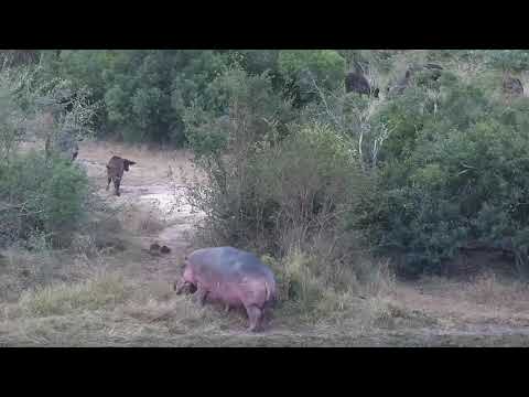 Djuma: Buffalo herd gets quick drink-Hippo reacting to them - 17:30 - 05/06/21