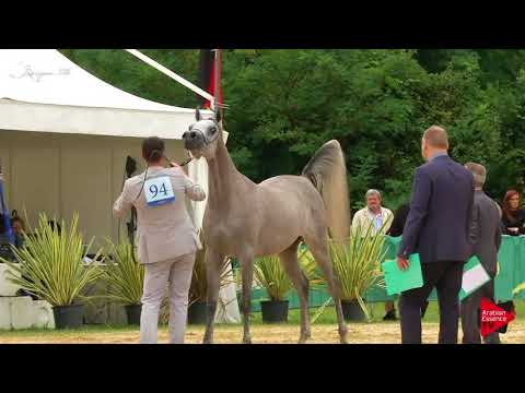 N.94 NESJEL ZAIHRA - Bergamo 2018 - Straight Egyptian Fillies (Class B)