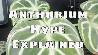 🌿 The Anthurium Houseplant Craze Explained — Why These Plants Are SO Pricey
