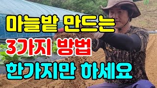마늘농사 3가지만 알면 마늘밭 쉽게 만들고 마늘이 잘 자라요.