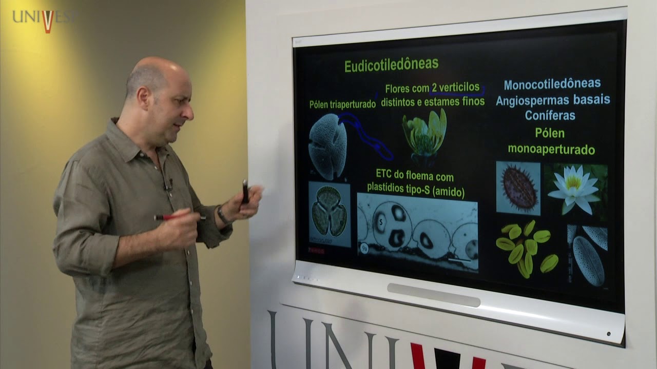 Taxonomia Vegetal  - Aula 10 - Angiospermas – Eudicotiledôneas Rosidae – Fabídeas