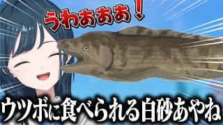 ウツボに食べられる白砂あやね【にじさんじ/切り抜き】