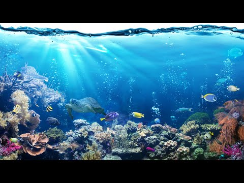 💤🐟 Kołysanka i uspokajająca animacja podwodna - rybki w akwarium + kojący szum wody 💤🐟