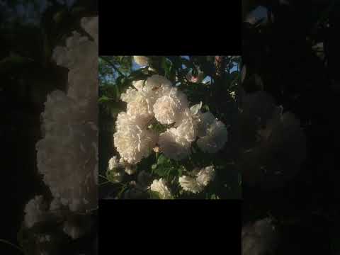 Fafana ae Tokelau (Instrumental)