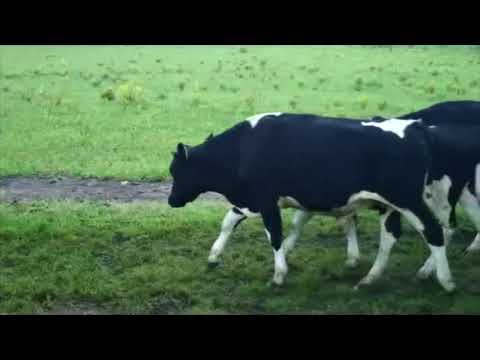 Lote 12 Novillos 1 a 2 años 11 HOL , UN CRUZA AA CON HOL 268kg -  en RUTA KM 149 3KM AL SUR