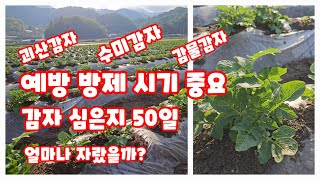 감자 심은지 50일 해야할일 방제시기 병해충 수미감자 감물감자 괴산감자 (감자재배방법)