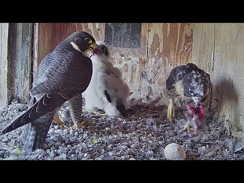 FalconCam Project~Prey by X!  Di feeds both- Indigo took the left over bird~11:50 a.m. 2022/11706