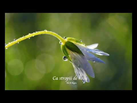 Ca stropii de roua - Felicia & Ilie A Negru