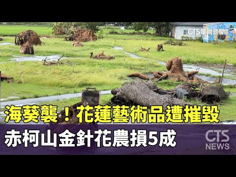 海葵襲！花蓮藝術品遭摧毀　赤柯山金針花農損5成