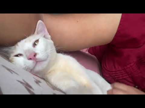 her sleepy talks,our aishu #cat #kitten #catlover #love #petlovers #kitty #aishu #indiancat #kerala