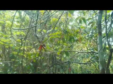 Parte 2 trilha dentro da mata em Aratuba ceara