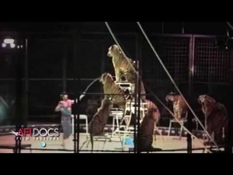 download lagu mp3 mp4 Tyke The Elephant, download lagu Tyke The Elephant gratis, unduh video klip Tyke The Elephant