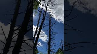 Trees are Dying - Haven’t the trees suffered enough? 🌳#shorts #savetheworld