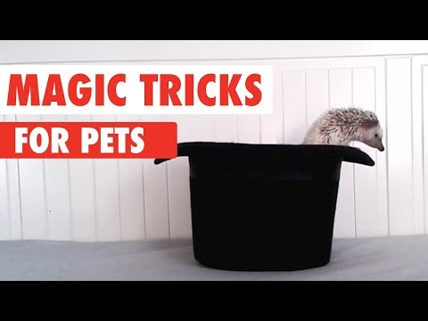 Magic Tricks and Magic Pets