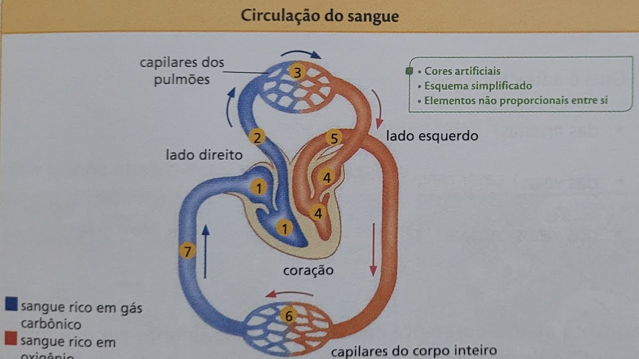 Ligamundo  - Ciências  - 5° ano - pág 57 - O trajeto do sangue no corpo.