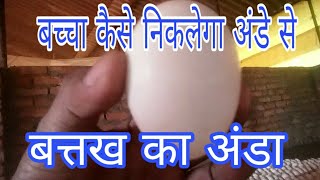 preview picture of video '25 दिन के बाद अंडा हैचर में कैसे लगते है||khakhi campbell duck eggs||Live farming'