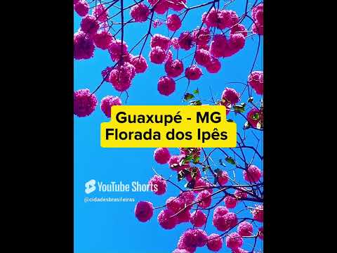 Florada dos Ipês em Guaxupé - MG