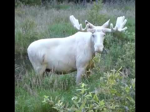 download lagu mp3 mp4 Alce Bianco, download lagu Alce Bianco gratis, unduh video klip Alce Bianco