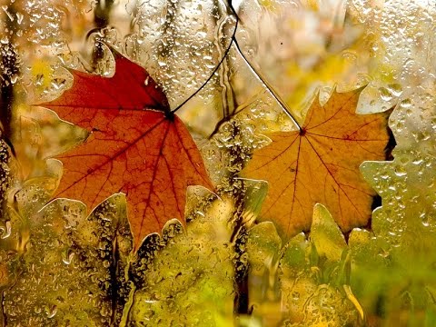 Autumnus Pluvia (Autumn Rain)