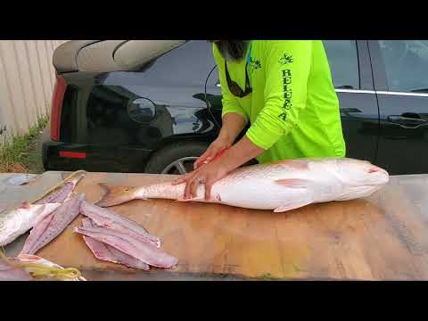 HOW TO FILLET RED FISH to BULL REDS FISH FASTER Most Satisfying Most Calming