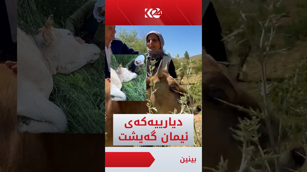 ڤیدیۆ | ئیمان بەڵێنەکەی بەجێگەیاند و دیارییەکەی گەیشتە دەستی دایە ئاینی، بزانە پەیامی بۆ ئیمان چییە