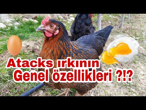 , title : 'Atacks tavuklarının genel özellikleri?!? #atacksırkı #atacktavukları'